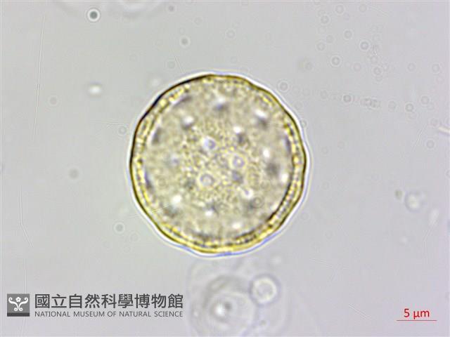 變葉藜藏品圖，第4張