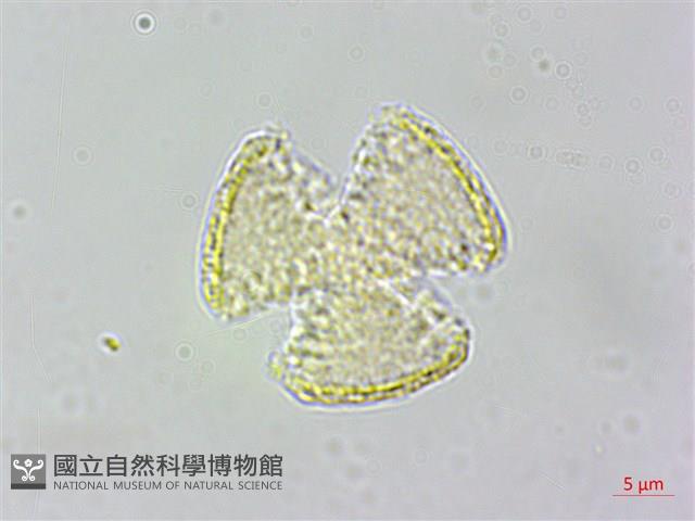 串鼻龍藏品圖，第4張