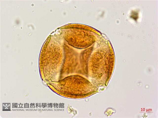 銀合歡藏品圖，第4張