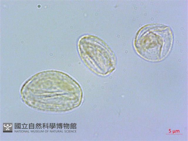 短角冷水麻藏品圖，第3張