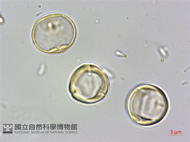 蘭嶼樹蘭藏品圖，第4張
