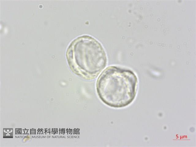 蟲蟻麻藏品圖，第3張