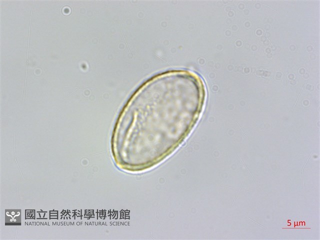 小杜若、川杜若藏品圖，第3張