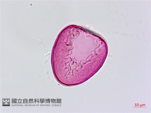 臺灣油點草藏品圖，第3張