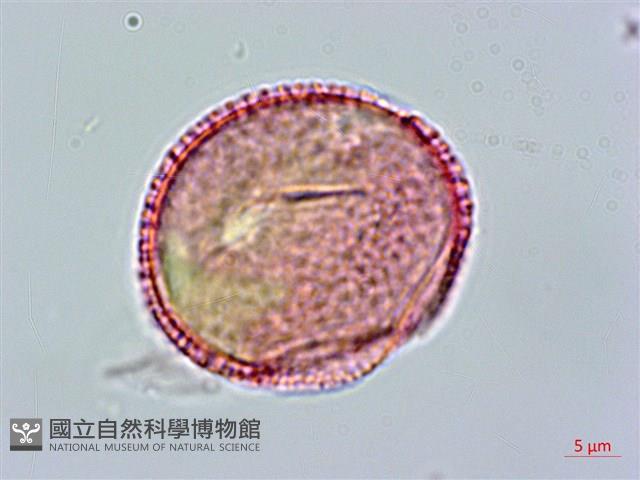 狗骨仔藏品圖，第3張