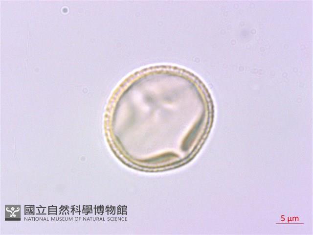 紫珠葉泡花藏品圖，第3張