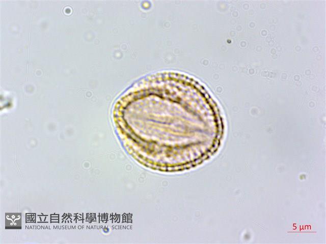 白飯樹藏品圖，第3張