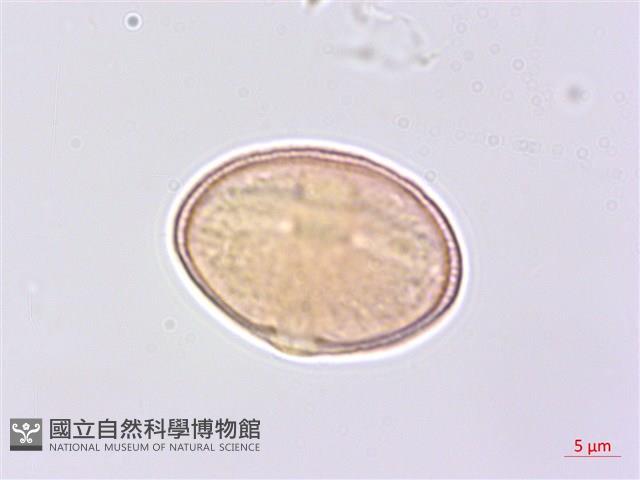 細葉零餘子、澤芹藏品圖，第3張