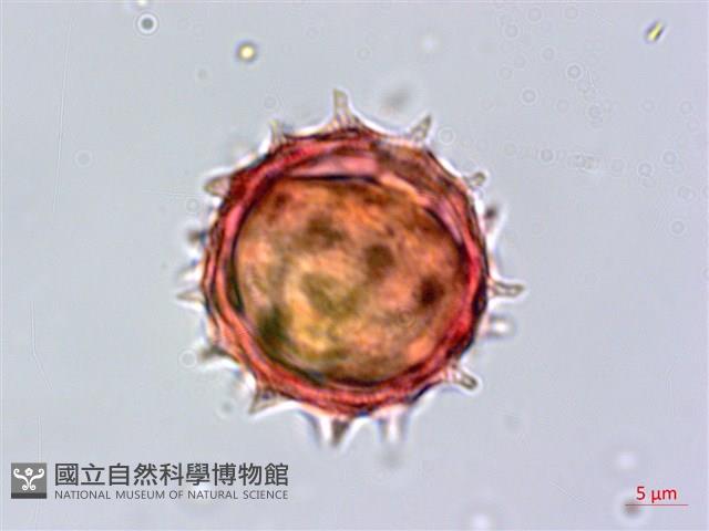 裂葉艾納香藏品圖，第4張