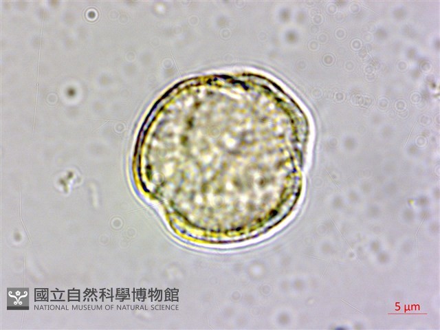 大肚山威靈仙藏品圖，第4張
