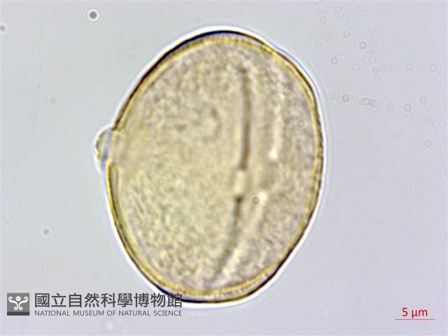 五葉山芹菜藏品圖，第3張