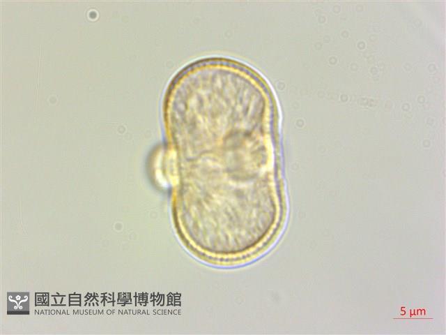 竊衣藏品圖，第3張