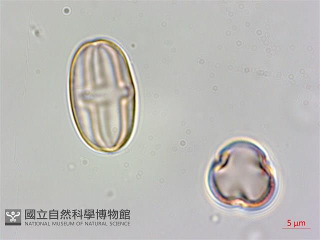 蘭嶼秋海棠藏品圖，第3張