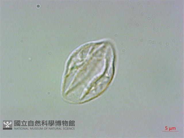 墻草藏品圖，第3張