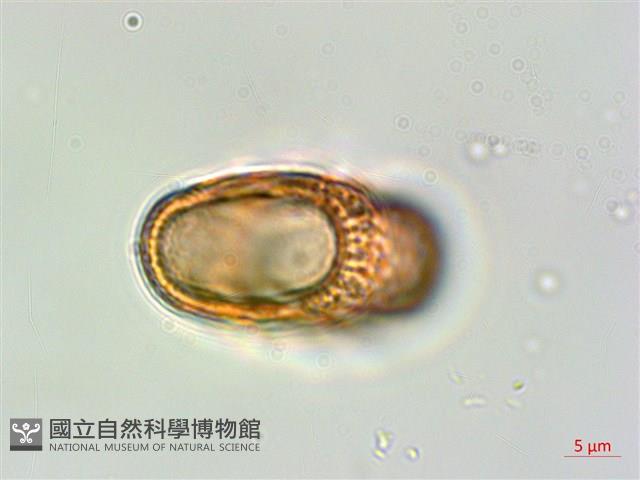 狹葉爵床藏品圖，第4張
