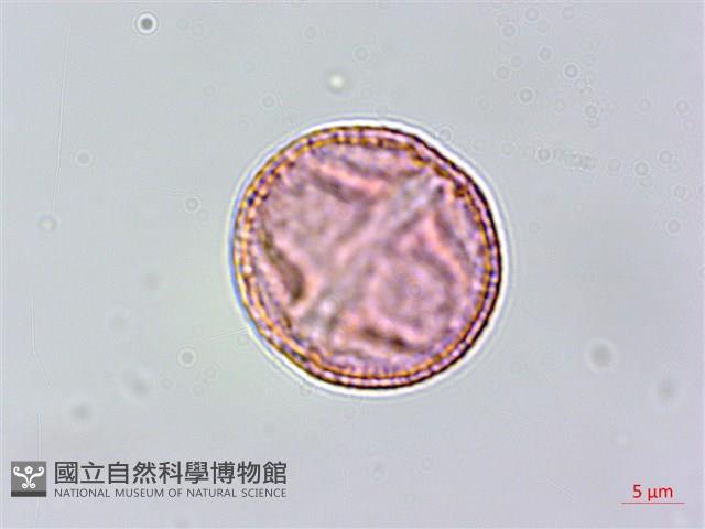 假鐵莧藏品圖，第4張