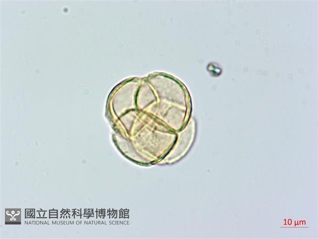 登錄號:S074811藏品圖，第3張