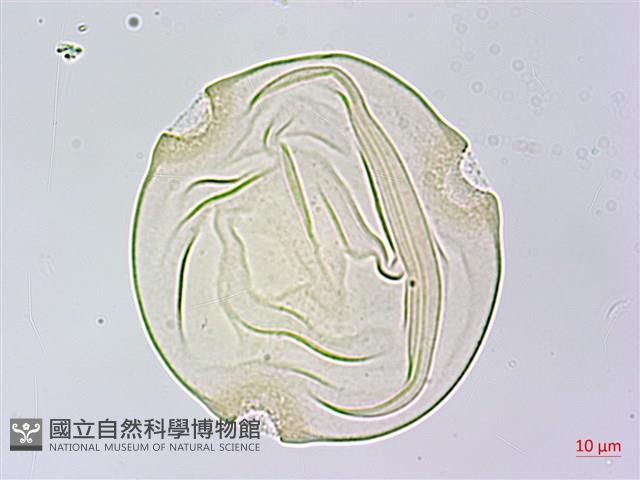 王瓜藏品圖，第4張