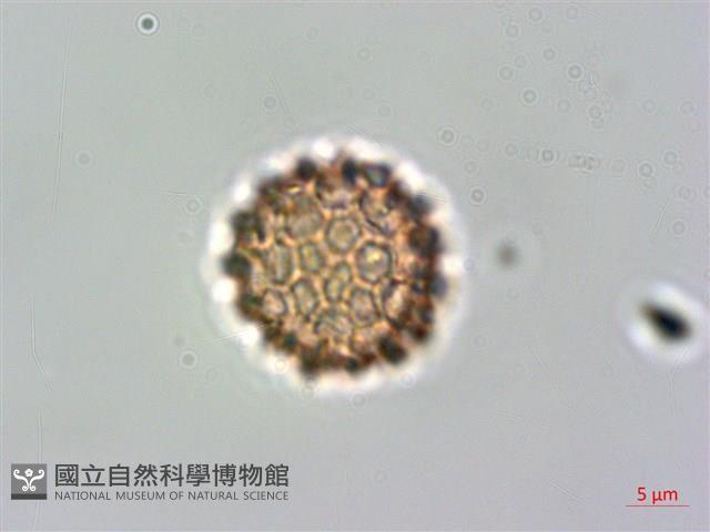 假千日紅藏品圖，第4張