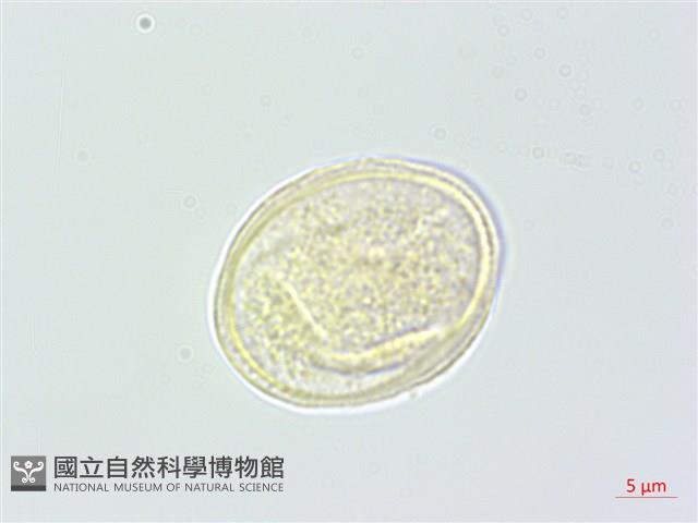 野當歸藏品圖，第3張