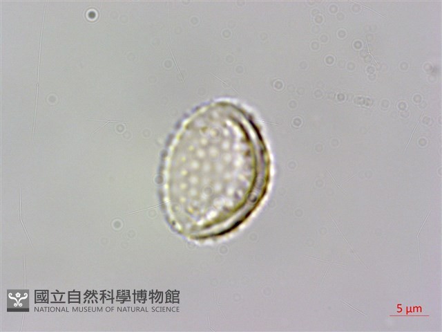 羽葉天南星藏品圖，第3張