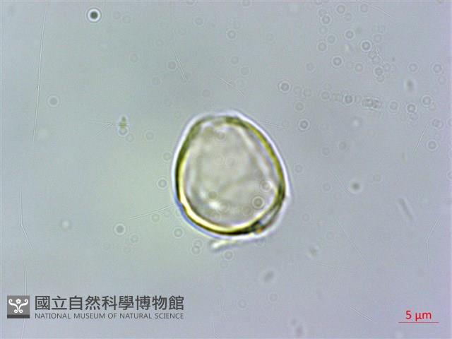 細脈赤楠藏品圖，第3張