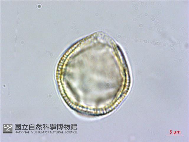 交趾衛矛藏品圖，第3張