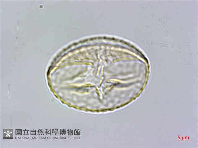 田代氏乳豆藏品圖，第3張