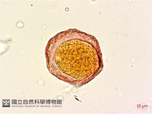 青脆枝藏品圖，第4張