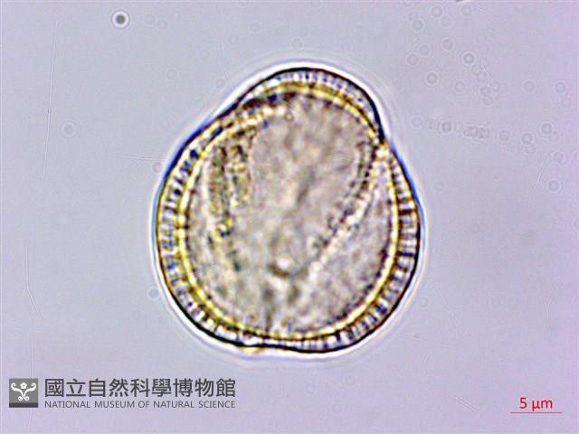 亨利氏伊立基藤藏品圖，第4張