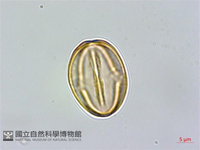 連翹、黃海棠、湖南連翹藏品圖，第3張
