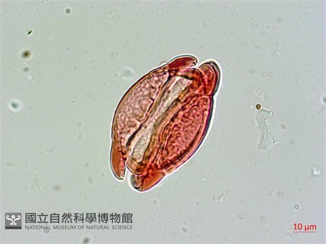 Indian Barringtonia Collection Image, Figure 4, Total 4 Figures