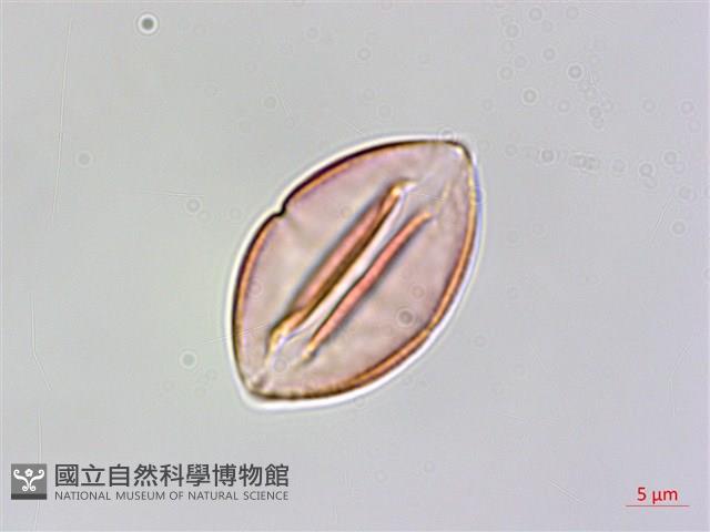 中華秋海棠藏品圖，第4張