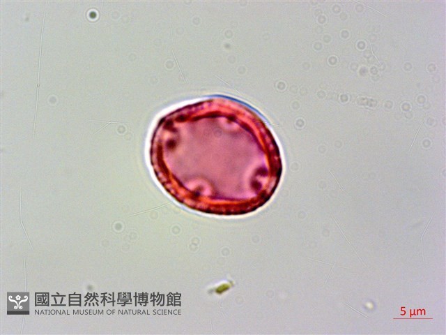 流蘇子藏品圖，第3張