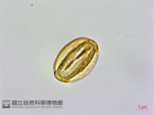 金絲梅、雲南連翹、芒種花藏品圖，第3張