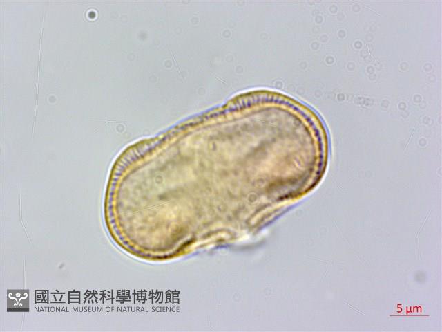 胡荽、莞蓑、香菜、莞菜藏品圖，第3張