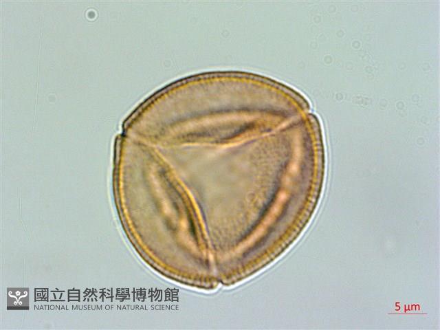 小羊蹄、刺果羊蹄藏品圖，第3張