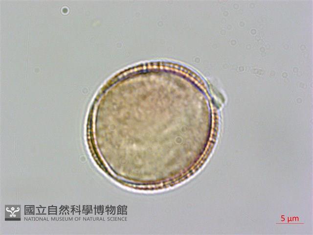 小花南芥藏品圖，第4張