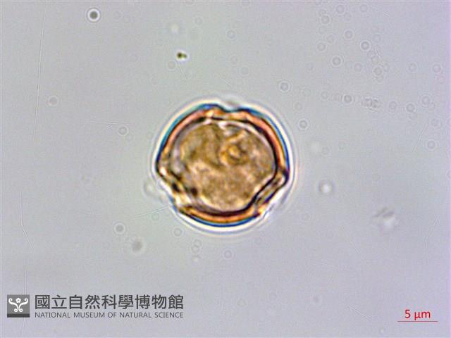 玉山佛甲草藏品圖，第4張