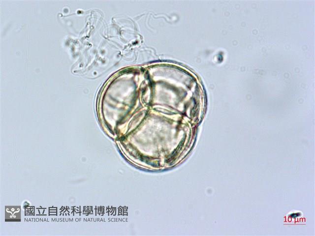 金毛杜鵑藏品圖，第4張