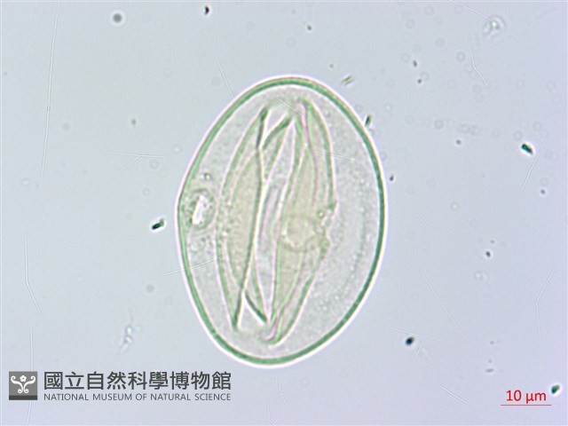 槭葉括摟藏品圖，第4張