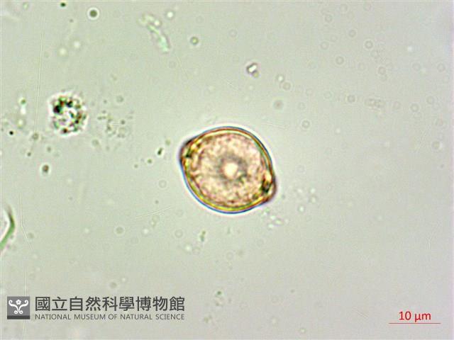 呂宋毛蕊木藏品圖，第4張