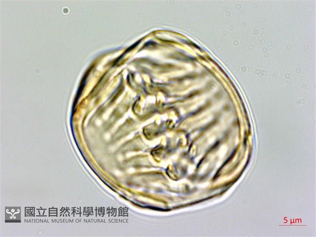 西伯利亞遠志藏品圖，第3張