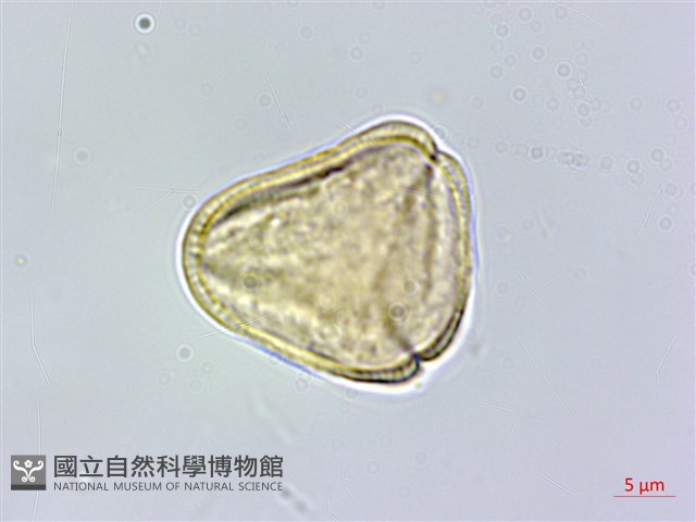 登錄號:S100731藏品圖，第3張