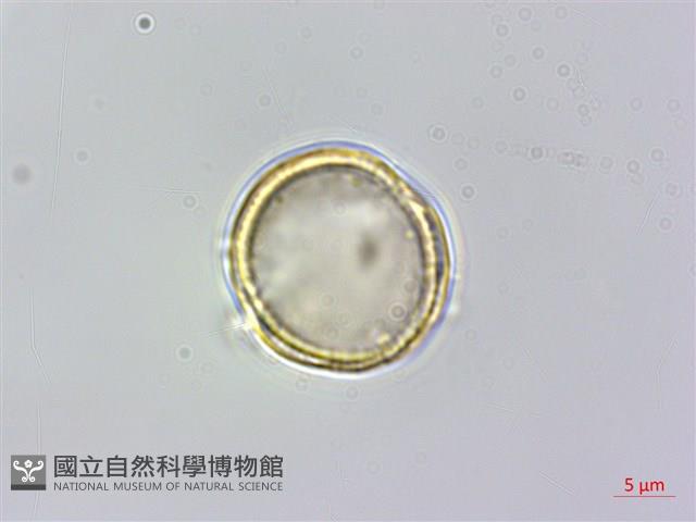 梨山小蓑衣藤藏品圖，第4張