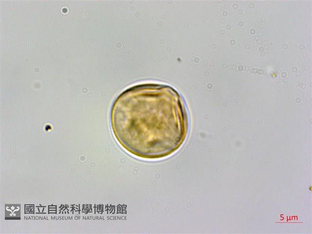 粗毛柃木藏品圖，第3張