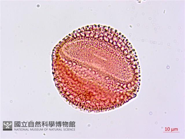 搭肉刺藏品圖，第4張