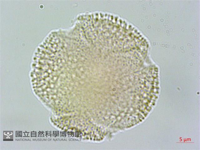 大丁黃藏品圖，第4張