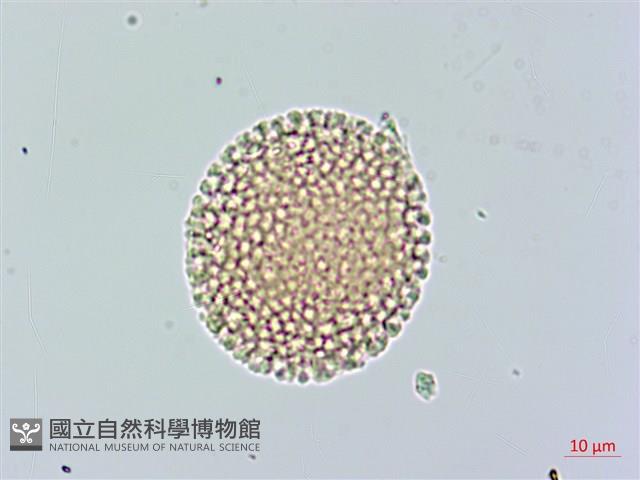 白瑞香藏品圖，第3張