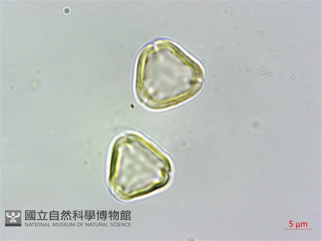 密脈赤楠藏品圖，第3張